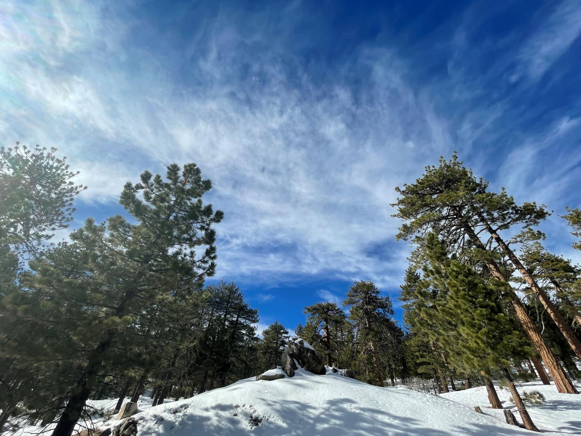 Frazier Park snow pine trees